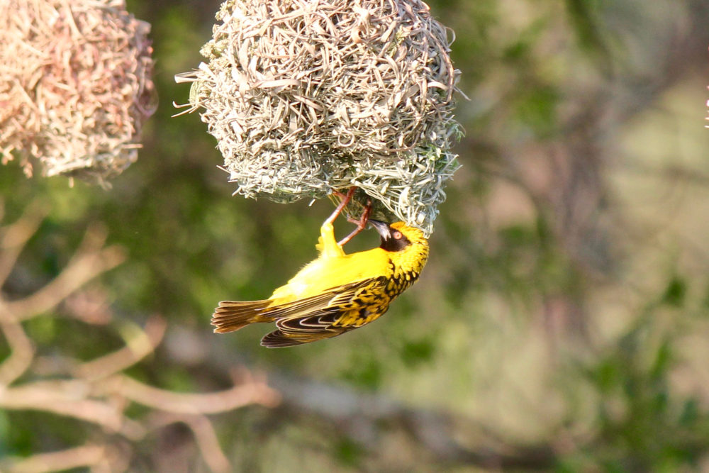 dal Sud Africa: Tessitore dei villaggi (Ploceus cucullatus)